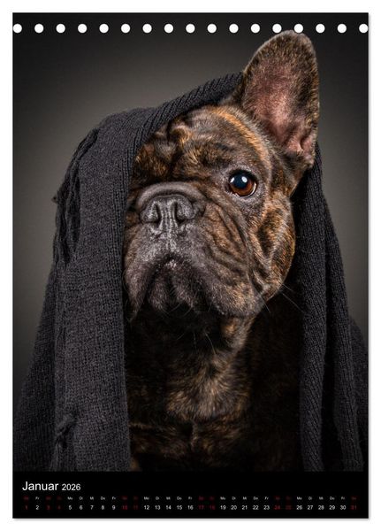 Produktbild: Bullyzauber - Franz&ouml;sische Bulldoggen (Tischkalender 2026 DIN A5 hoch), CALVENDO Monatskalender