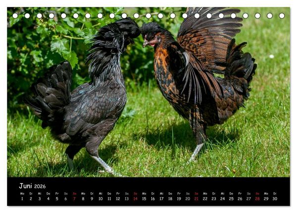 Produktbild: Gartenh&uuml;hner (Tischkalender 2026 DIN A5 quer), CALVENDO Monatskalender