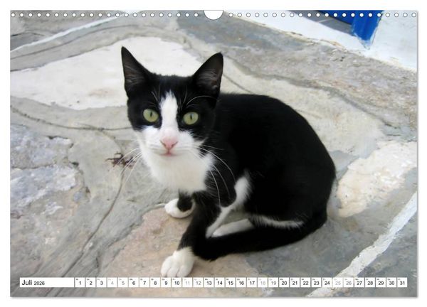 Produktbild: Katzen der Kykladen (Wandkalender 2026 DIN A3 quer), CALVENDO Monatskalender