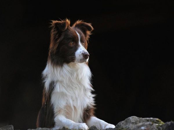Produktbild: CALVENDO Puzzle Ein Motiv aus dem Kalender Border Collie 2017 | 1000 Teile Lege-Gr&ouml;&szlig;e 64x48cm Foto-Puzzle f&uuml;r gl&uuml;ckliche Stunden