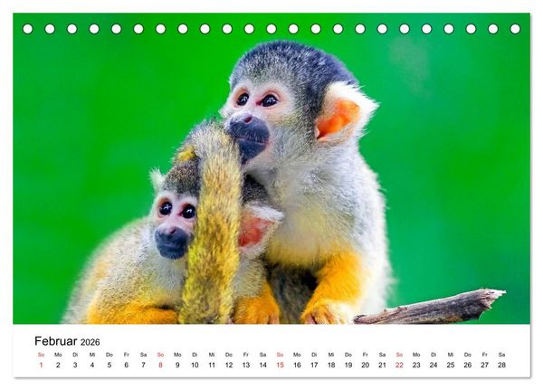 Produktbild: Totenkopfaffen (Tischkalender 2026 DIN A5 quer), CALVENDO Monatskalender