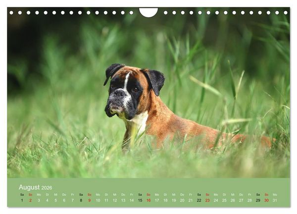 Produktbild: Boxer - charmante Herzensbrecher (Wandkalender 2026 DIN A4 quer), CALVENDO Monatskalender