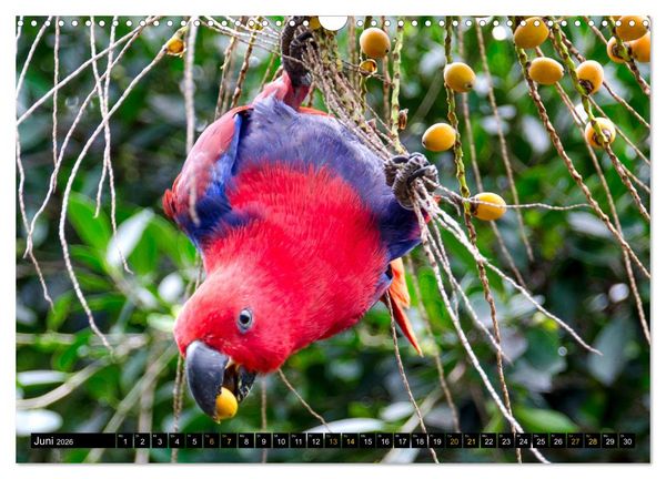 Produktbild: V&ouml;gel im Fokus - Ausdrucksstarke Vielfalt in der Vogelwelt (Wandkalender 2026 DIN A3 quer), CALVENDO Monatskalender