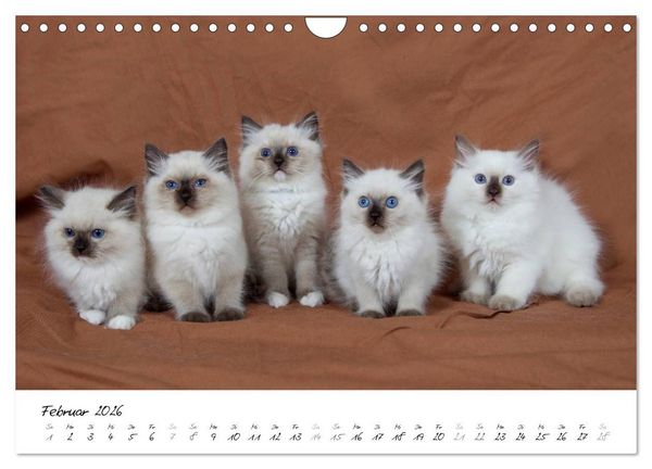 Produktbild: Ragdoll Kitten (Wandkalender 2026 DIN A4 quer), CALVENDO Monatskalender
