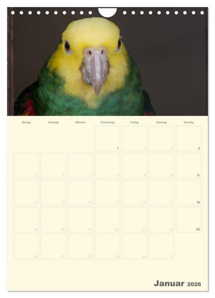 Produktbild: Kunterbunter Papageien-Planer (Wandkalender 2026 DIN A4 hoch), CALVENDO Monatskalender