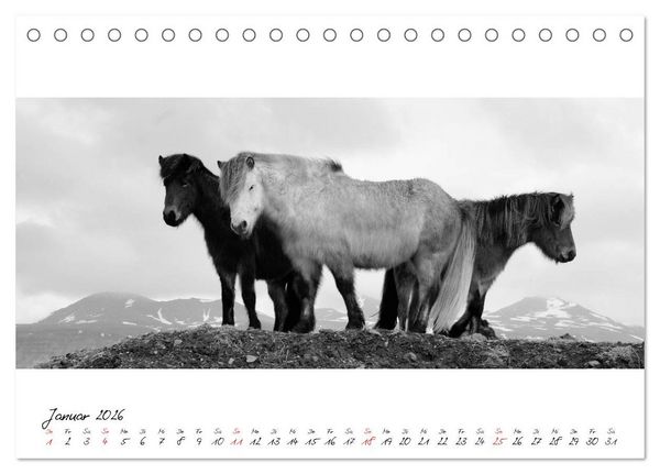 Produktbild: Islandpferde von Brimilsvellir (Tischkalender 2026 DIN A5 quer), CALVENDO Monatskalender