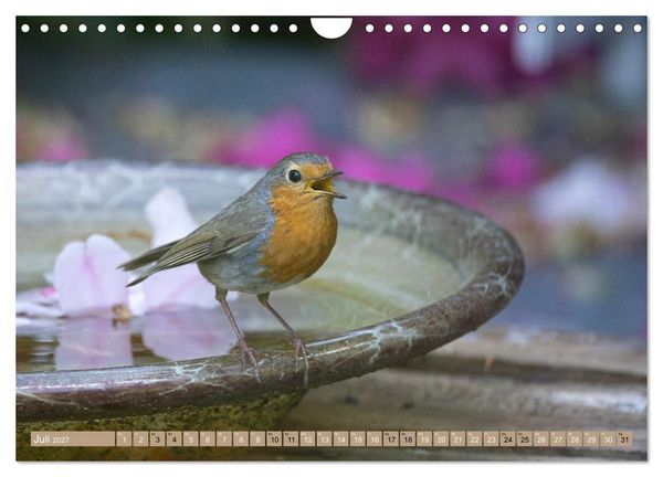 Produktbild: Robin, das s&uuml;&szlig;e Rotkehlchen (Wandkalender 2027 DIN A4 quer), CALVENDO Monatskalender