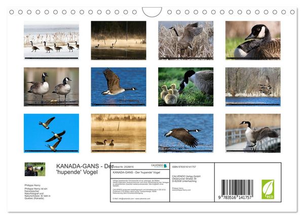Produktbild: KANADA-GANS - Der 'hupende' Vogel (Wandkalender 2026 DIN A4 quer), CALVENDO Monatskalender