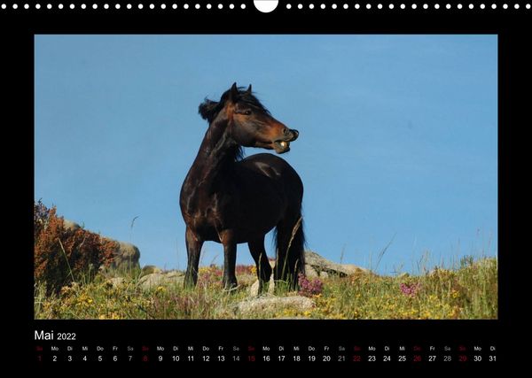 Produktbild: Garranos (Wandkalender 2022 DIN A3 quer)