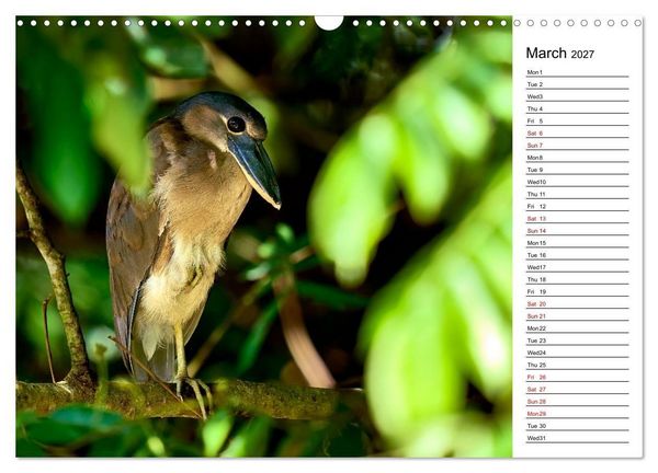 Produktbild: Feel the Wild &ndash; Costa Rica (Wall Calendar 2027 DIN A3 landscape), CALVENDO 12 Month Wall Calendar