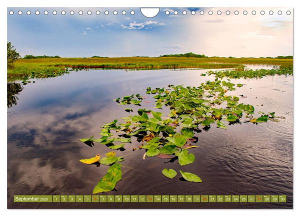 Produktbild: Florida &ndash; sunny beaches and mysterious swamps (Wall Calendar 2026 DIN A4 landscape), CALVENDO 12 Month Wall Calendar