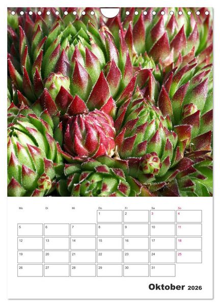Produktbild: Ich liebe Sempervivum (Wandkalender 2026 DIN A4 hoch), CALVENDO Monatskalender