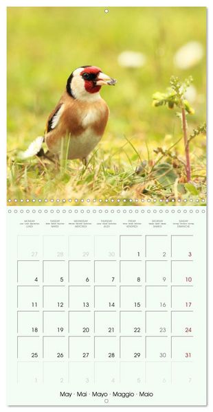 Produktbild: La parade des plumes (Calendrier mural carr&eacute; 2026 30x30 cm) Calendrier double avec une page pour vos prises de notes