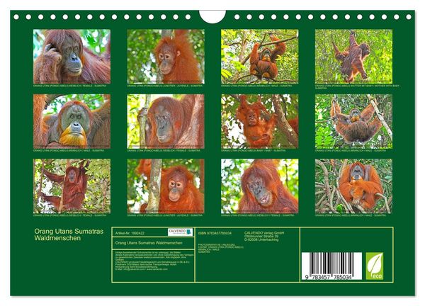 Produktbild: Orang Utans Sumatras Waldmenschen (Wandkalender 2026 DIN A4 quer), CALVENDO Monatskalender