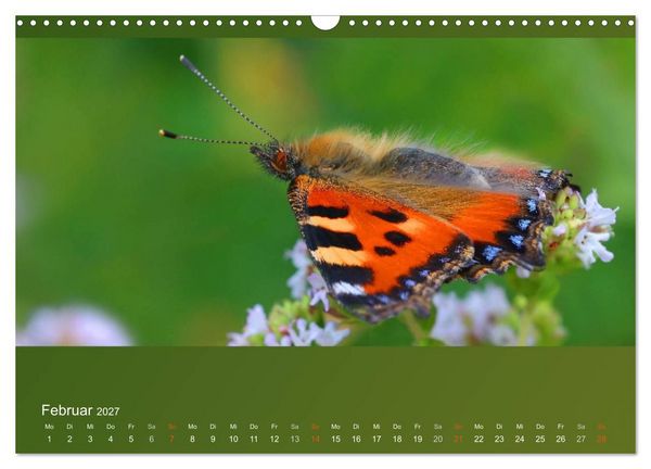 Produktbild: Falter, K&auml;fer und Co.faszinierend, doch extrem gef&auml;hrdet (Wandkalender 2027 DIN A3 quer), CALVENDO Monatskalender