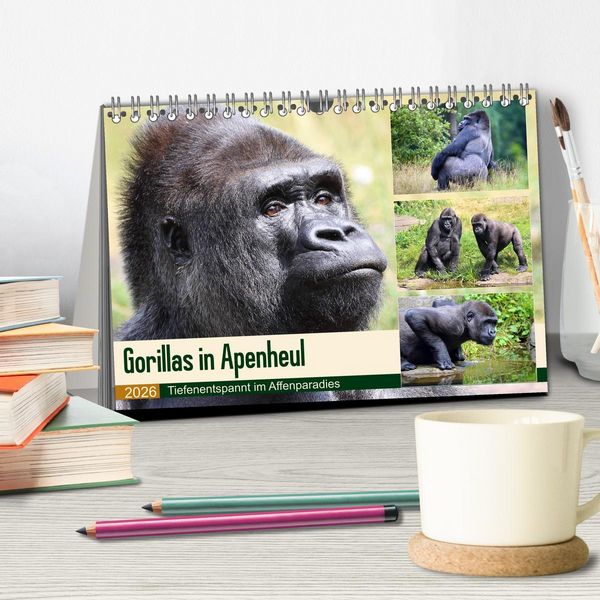 Produktbild: Flachlandgorillas in Apenheul (Tischkalender 2026 DIN A5 quer), CALVENDO Monatskalender