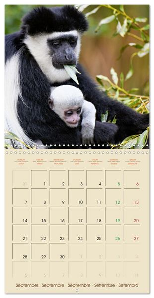 Produktbild: Let's go on Safari - Animal babies in Africa (Wall Calendar 2026 12 &times; 12 Inch) CALVENDO 12 Month Wall Calendar