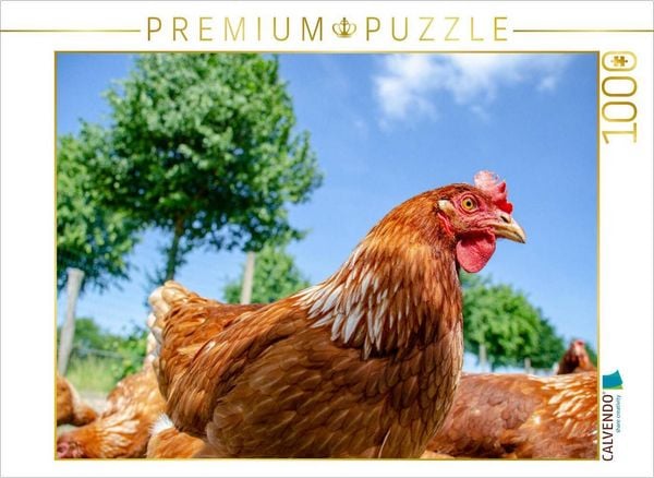 CALVENDO Puzzle Glückliches Huhn | 1000 Teile Lege-Größe 64x48cm Foto-Puzzle für glückliche Stunden
