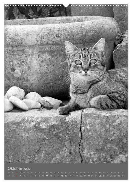 Produktbild: Sonja Heller Katzen in SW-Portraits (hochwertiger Premium Wandkalender 2026 DIN A2 hoch), Kunstdruck in Hochglanz