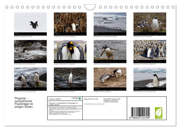 Produktbild: Pinguine - sympathische Fracktr&auml;ger im eisigen S&uuml;den (Wandkalender 2026 DIN A4 quer), CALVENDO Monatskalender
