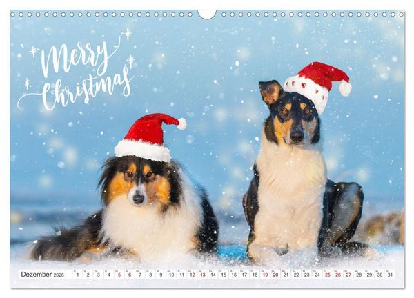 Produktbild: Ein Freund f&uuml;rs Leben - Smooth Collie (Wandkalender 2026 DIN A3 quer), CALVENDO Monatskalender