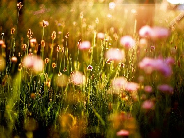 Produktbild: CALVENDO Puzzle Abendsonne auf der Wiese | 1000 Teile Lege-Gr&ouml;&szlig;e 64x48cm Foto-Puzzle f&uuml;r gl&uuml;ckliche Stunden