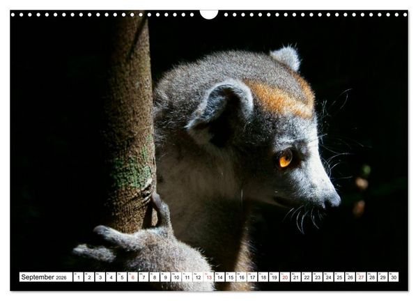 Produktbild: Madagaskar (Wandkalender 2026 DIN A3 quer), CALVENDO Monatskalender