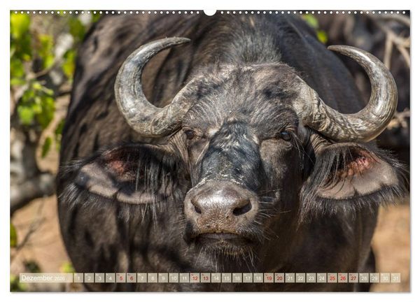 Produktbild: Chobe River - Eine spannende Flussfahrt in Botswana (hochwertiger Premium Wandkalender 2026 DIN A2 quer), Kunstdruck in Hochglanz