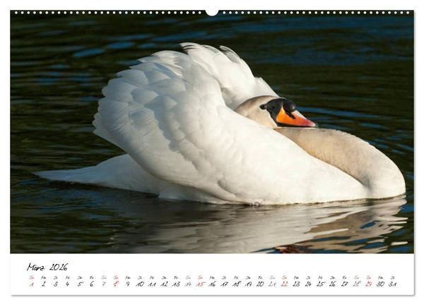 Produktbild: Ein Jahr mit den Schw&auml;nen (Wandkalender 2026 DIN A2 quer), CALVENDO Monatskalender
