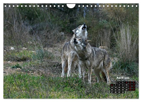 Produktbild: Willkommen Wolf (Wandkalender 2026 DIN A4 quer), CALVENDO Monatskalender