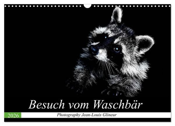 Produktbild: Besuch vom Waschb&auml;r (Wandkalender 2026 DIN A3 quer), CALVENDO Monatskalender