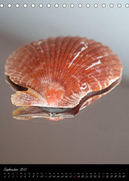 Produktbild: Muscheln und Schnecken (Tischkalender 2022 DIN A5 hoch)