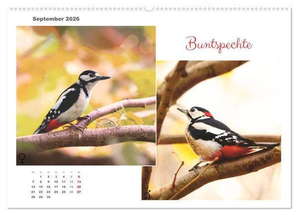 Produktbild: Vogel-P&auml;rchen (hochwertiger Premium Wandkalender 2026 DIN A2 quer), Kunstdruck in Hochglanz