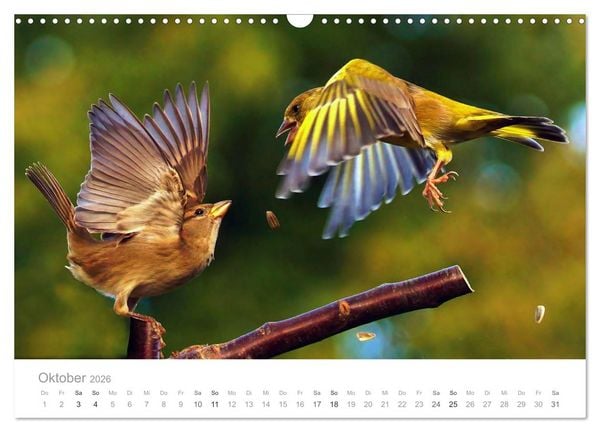 Produktbild: V&ouml;gel in unseren G&auml;rten 2026 (Wandkalender 2026 DIN A3 quer), CALVENDO Monatskalender
