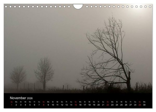 Produktbild: Baumportr&auml;ts 2026 (Wandkalender 2026 DIN A4 quer), CALVENDO Monatskalender