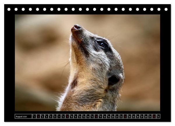 Produktbild: Wildtiere (Tischkalender 2026 DIN A5 quer), CALVENDO Monatskalender