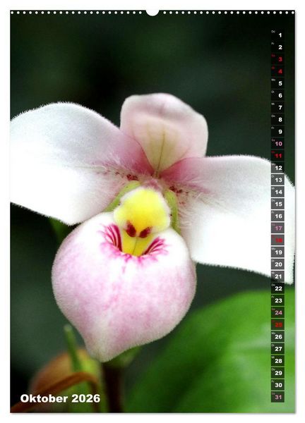 Produktbild: Freude an Orchideen (hochwertiger Premium Wandkalender 2026 DIN A2 hoch), Kunstdruck in Hochglanz