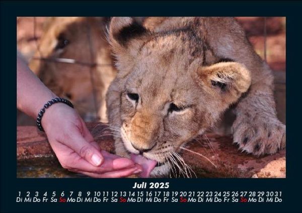 Produktbild: L&ouml;wen in der Wildnis 2025 Fotokalender DIN A5