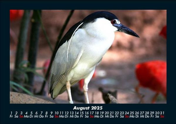Produktbild: Welt der V&ouml;gel 2025 Fotokalender DIN A5
