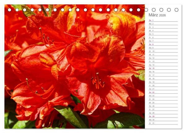 Produktbild: Rhododendron Sch&ouml;nheiten im Garten (Tischkalender 2026 DIN A5 quer), CALVENDO Monatskalender