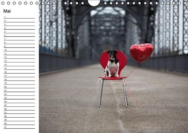 Produktbild: Jack Russell Terrier - Ein Verwandlungsk&uuml;nstler namens Jake / Geburtstagskalender (Wandkalender immerw&auml;hrend DIN A4 quer)