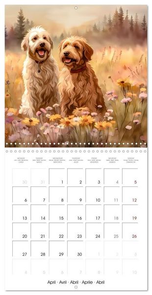 Produktbild: Aussiedoodle - Dogs to love (Wall Calendar 2026 12 &times; 12 Inch) CALVENDO 12 Month Wall Calendar