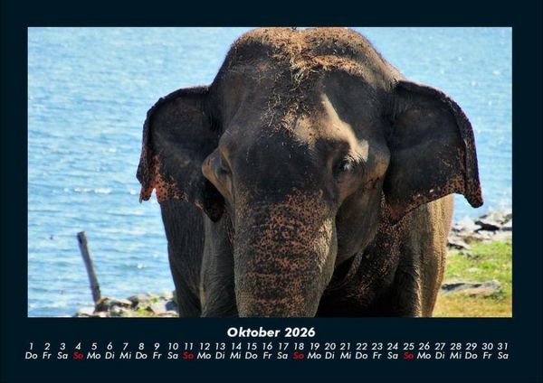 Produktbild: Elefanten - Die sanften Riesen Afrikas 2026 Fotokalender DIN A4