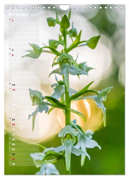 Produktbild: Auf der Suche nach Orchideen in Deutschland (Wandkalender 2026 DIN A4 hoch), CALVENDO Monatskalender