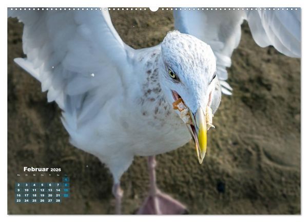 Produktbild: M&ouml;wen frech und witzig (Wandkalender 2026 DIN A2 quer), CALVENDO Monatskalender