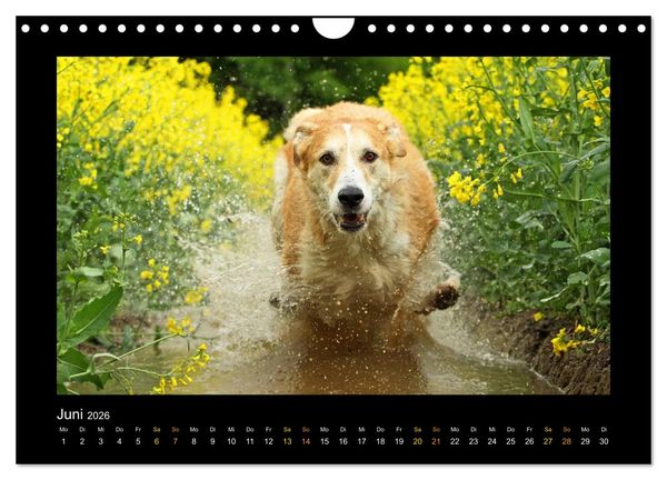 Produktbild: MIXlinge (Wandkalender 2026 DIN A4 quer), CALVENDO Monatskalender