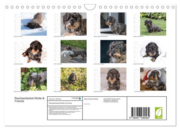 Produktbild: Rauhaardackel Motte & Friends (Wandkalender 2026 DIN A4 quer), CALVENDO Monatskalender