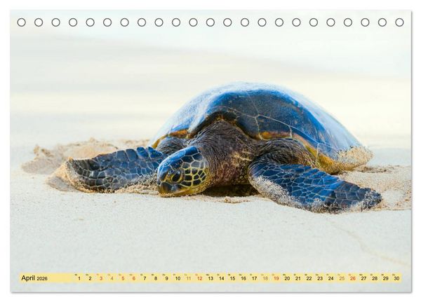 Produktbild: O'ahu - Eine Reise in das Herz von Hawaii (Tischkalender 2026 DIN A5 quer), CALVENDO Monatskalender