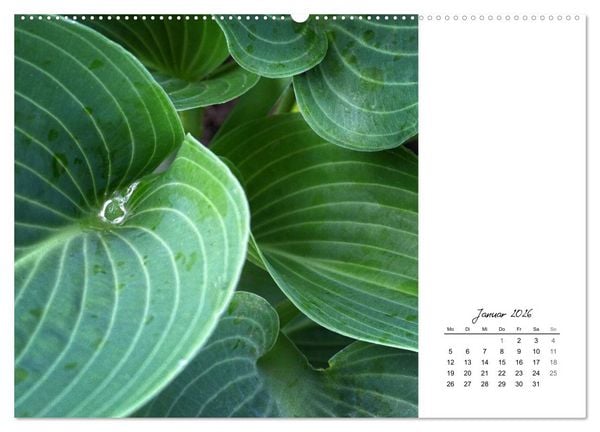Produktbild: Blattkunst (hochwertiger Premium Wandkalender 2026 DIN A2 quer), Kunstdruck in Hochglanz