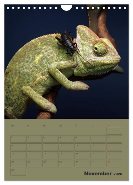 Produktbild: Minidrachen - Die kleinen Nachkommen der Urzeitmonster (Wandkalender 2026 DIN A4 hoch), CALVENDO Monatskalender